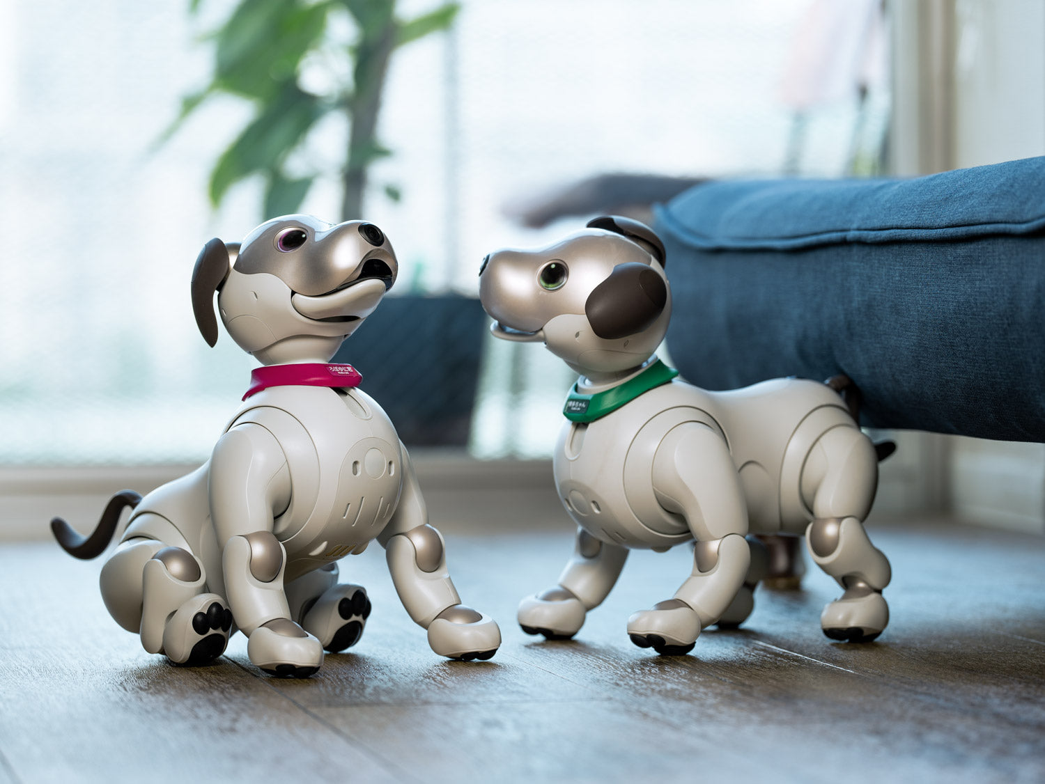 aibo_pink_green_1500x.jpg?v=